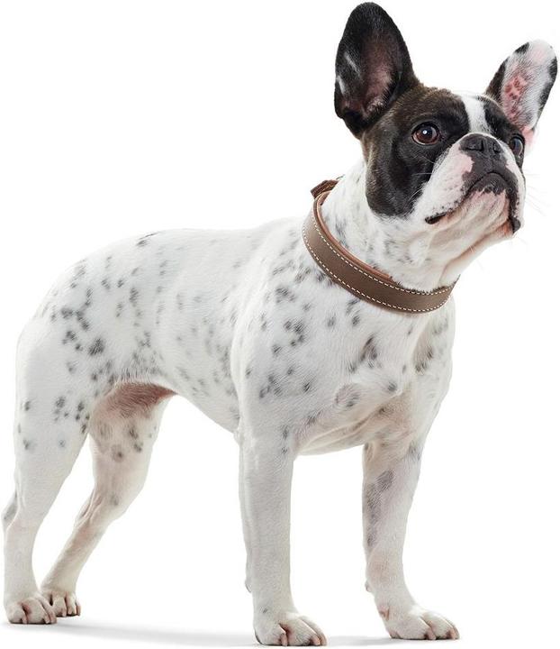 Produktbild Hunter Porto (50, Hund, Allgemein)