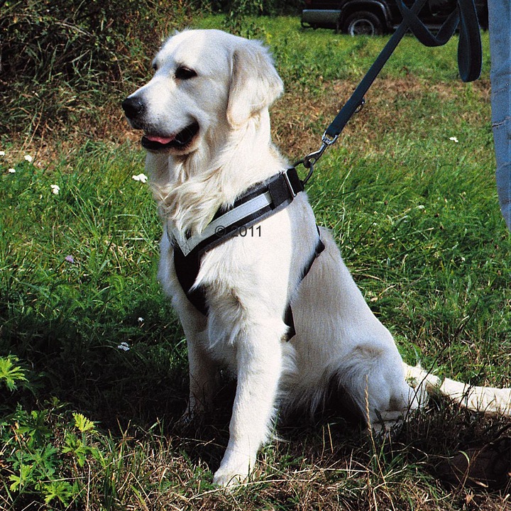 Produktbild Kleinmetall Allsafe (M, Hund, Arbeit, Hundesport, Jogging, Spazieren)