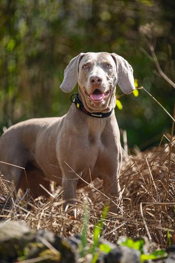 Actual product image Beeztees Bz Premi Halsbd Parinca Sw 45- (45, 46, 47, 48, 49, 50, Dog, General)