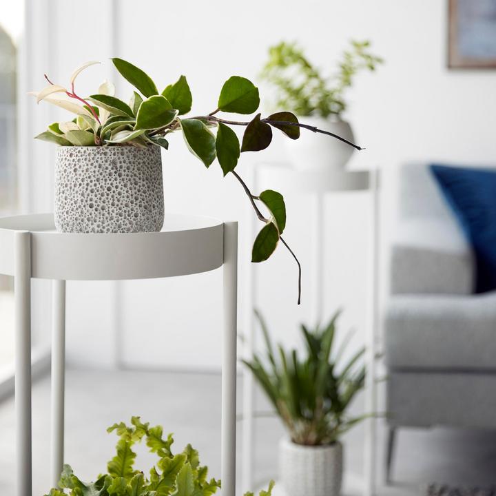 Actual product image Yamazaki 2-tier plant stand with castors TOWER