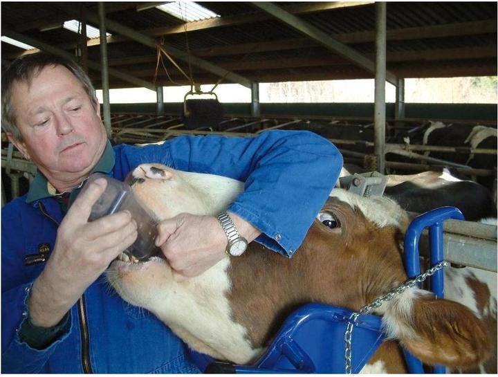 Actual product image Kerbl Vink headrest for cows