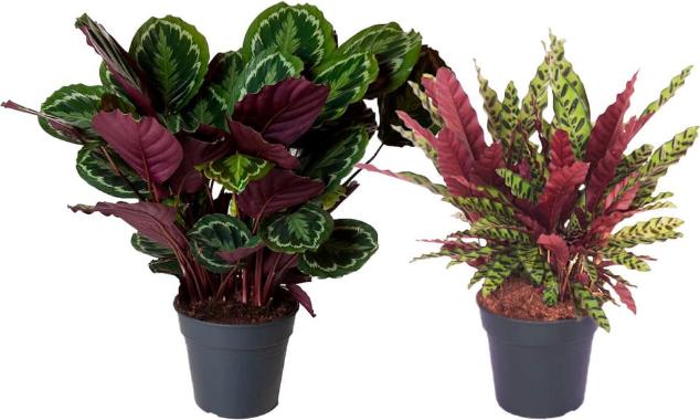 Produktbild Fresca-Plant Calathea (27 cm)