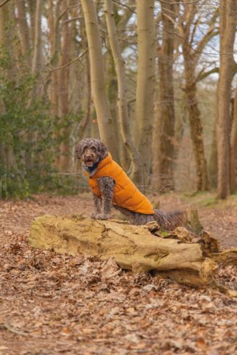 Actual product image Beeztees Hundemantel Wisti (XXS, Dog coat)