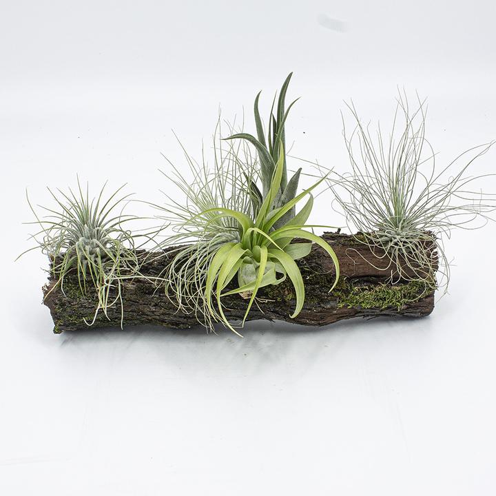 Kakteen Gautschi Tillandsien-Rebholz (25 cm)
