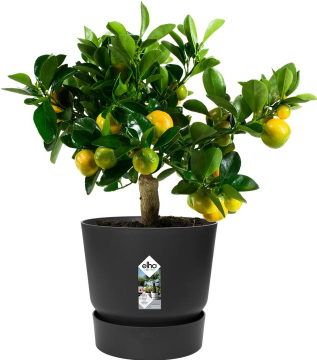 Immagine prodotto Elho Vasi da fiori (29.50 cm)