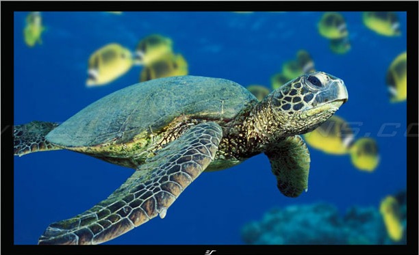 Produktbild Elite Screens ezFrame (92.13", 16:9)