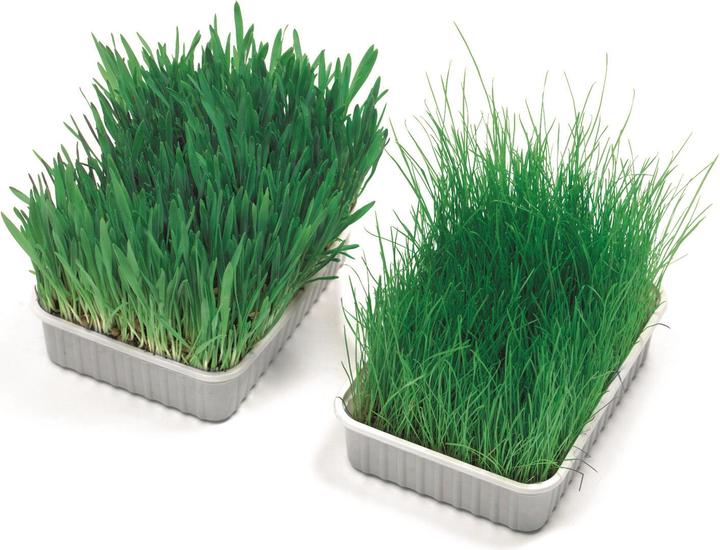 Immagine prodotto Trixie Erba di gatto (Senior, Adulto, 1 pz., 100 g)