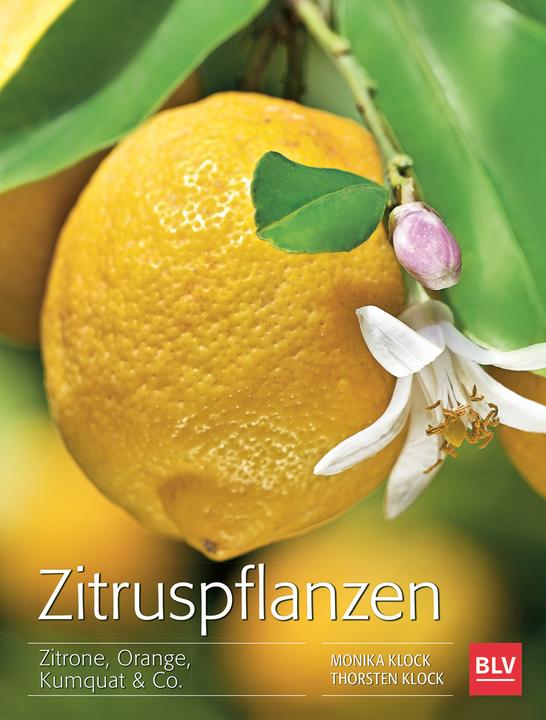 Produktbild Zitruspflanzen (Deutsch, Monika Klock, Thorsten Klock, 2015)