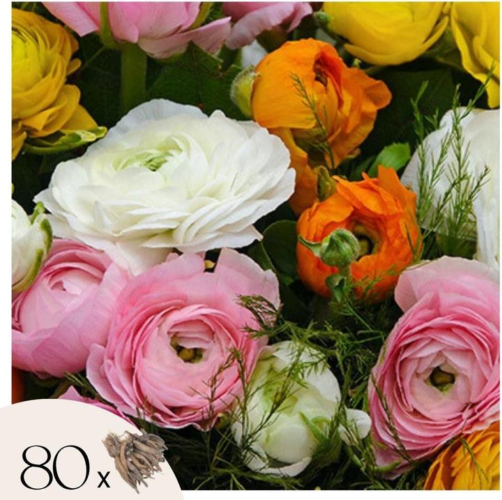 Immagine prodotto Plant in a Box Ranunculus - (10 cm)