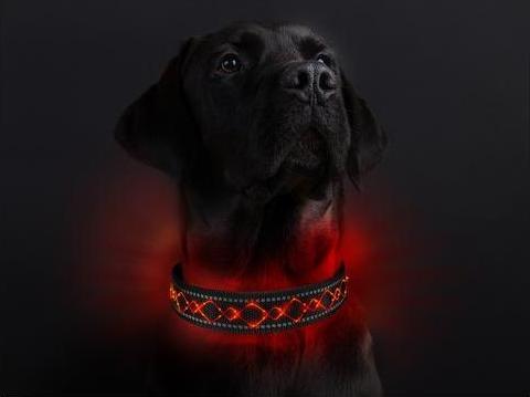 Produktbild Animal Light Leucht-Hundehalsband Beauty (M, Hund, Allgemein)