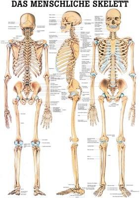 Ruediger RÜDIGER Planche pédagogique laminée Squelette 70 x 100 fr (70 x 100 cm)