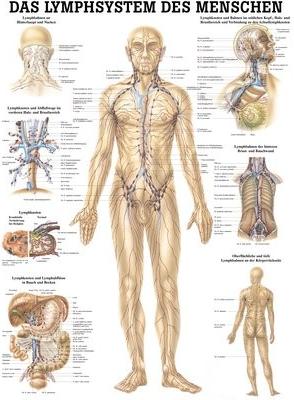 Ruediger RÜDIGER Planche pédagogique laminée Système lymphatique 70 x 100 fr (70 x 100 cm)