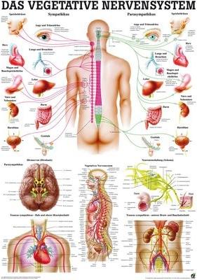 Ruediger RÜDIGER Mini-Poster Système nerveux végétatif 23 x 33 fr (23 x 33 cm)