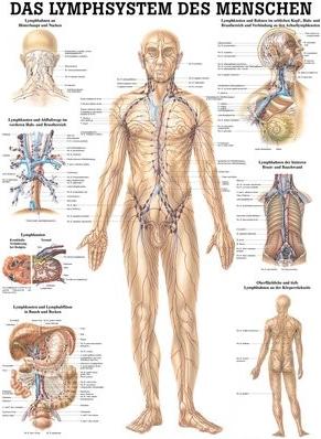 Ruediger RÜDIGER Poster laminé Système lymphatique 50 x 70 fr (50 x 70 cm)