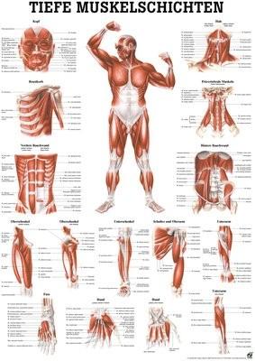Image du produit Ruediger RÜDIGER Planche pédagogique laminée Couches musculaires profondes Vue de face 70 x 100 fr (70 x 100 cm)