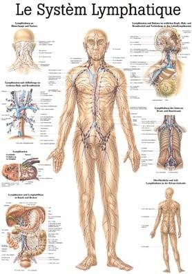 Ruediger RÜDIGER Planche pédagogique laminée Système lymphatique 70 x 100 fr (70 x 100 cm)