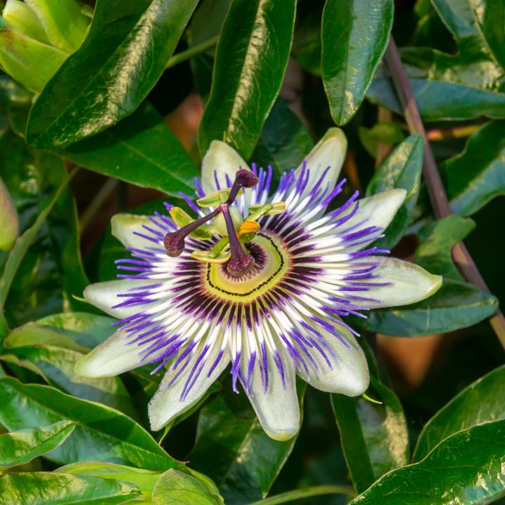 Immagine prodotto Plant in a Box Passiflora hybridum 'Avalanche', Passiflora hybridum 'Pura Vida', Passiflora hybridum 'Purple Haze' (25 cm)