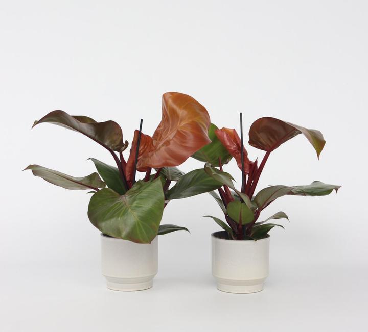 Actual product image Plant in a Box Philodendron Sun Light - Set of 2 Tree Lover (20 cm)