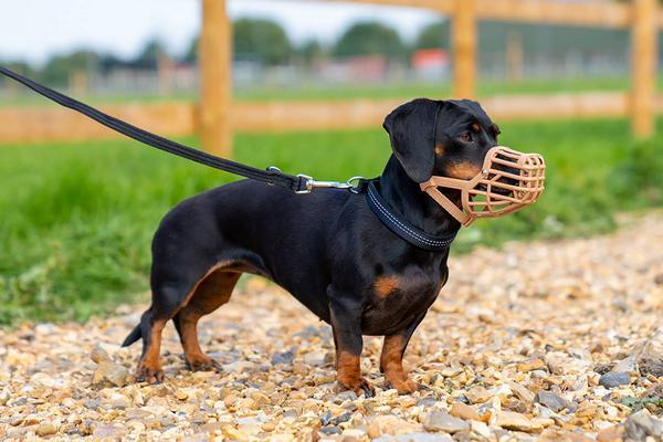 Image du produit Company of Animals Muselière classique Baskerville (7, Chien, Général)