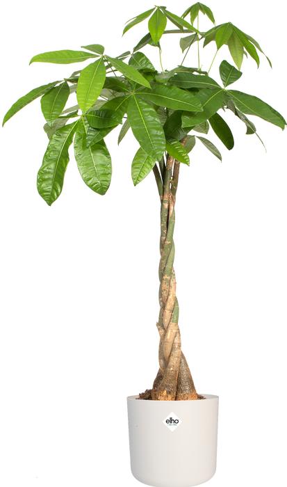 Immagine prodotto Elho B.for soft (34.50 cm)