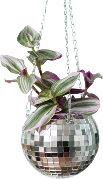 Image du produit Mags Fleurs disco