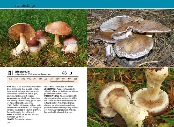 Produktbild Kosmos Welcher Pilz ist das? (Deutsch, Markus Flück, 2024)