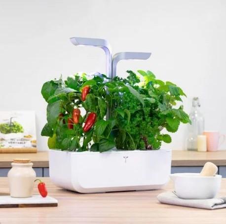 Produktbild Véritable 3760262511665 (Früchtesamen)