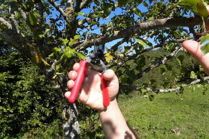 Actual product image Felco 12 Gartenschere