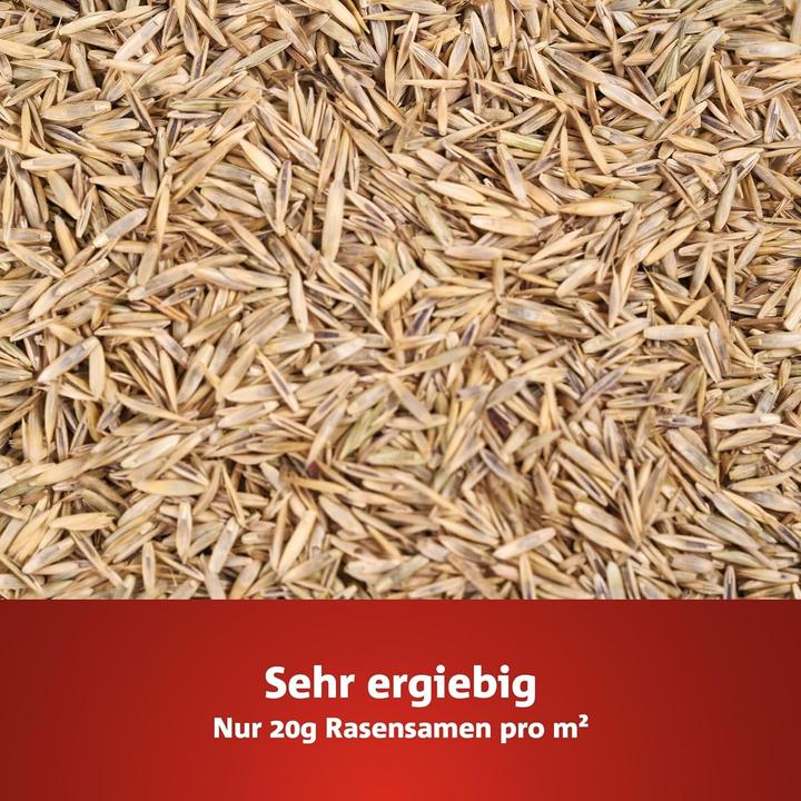 Produktbild Wolf-Garten Lg 500 (Rasensamen)