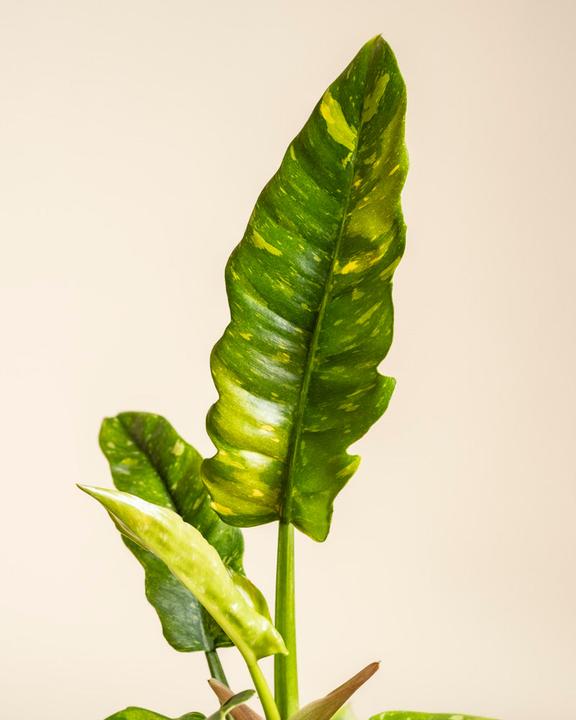 Produktbild feey Schweizer Philodendron 'Ring of Fire' • (35 cm)