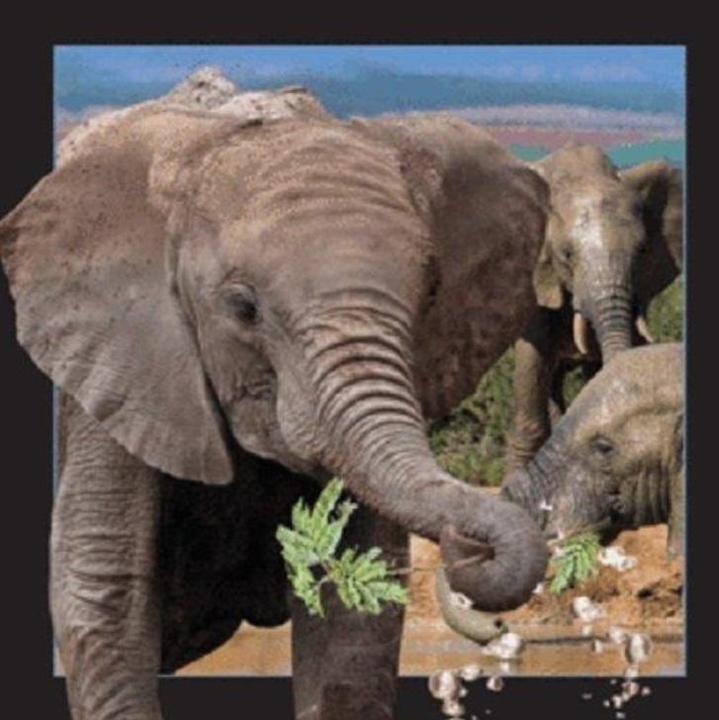 Worth Keeping 3D-Elefant-Magnet