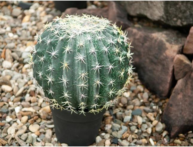 Immagine prodotto Europalms Cactus a palla (34 cm)