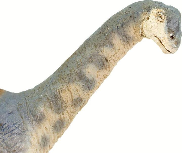 Produktbild Safari Camarasaurus