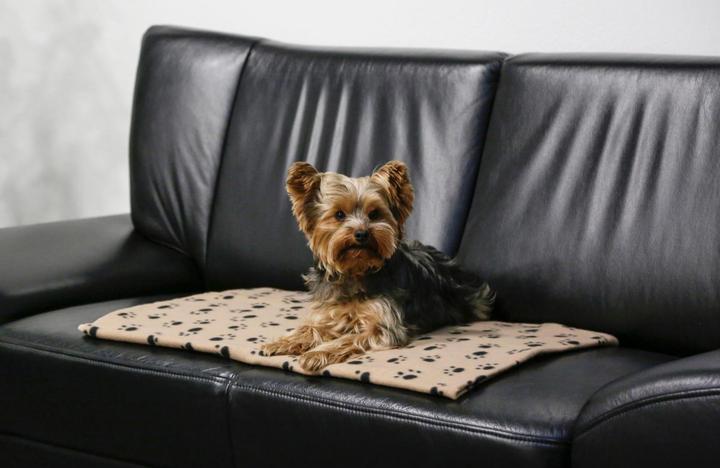 Image du produit Kerbl Stella (Chien)
