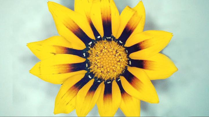 Actual product image Celestron Microdirect 1080p 220x Digital Microscope