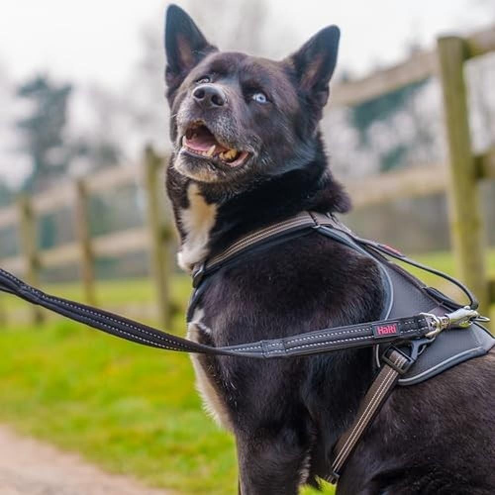 Sangle d'entraînement Company of Animals HALTI BRIG SAFETY Corail