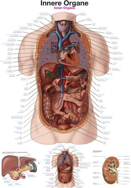 Produktbild Erler Zimmer Lehrtafel Innere Organe, 50x70cm