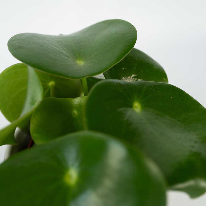 Actual product image Plant in a Box Peperomia Polybotrya - Set of 4 Large-Leaved Ornamental Peppers (20 cm)