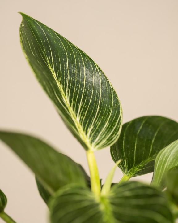 Image du produit feey Philodendron Birkin 'White Measure' (20 cm, Fraîchement rempotés)