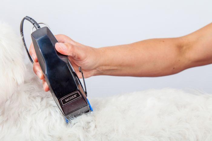 Actual product image Moser Animal hair clipper 1170 Fox