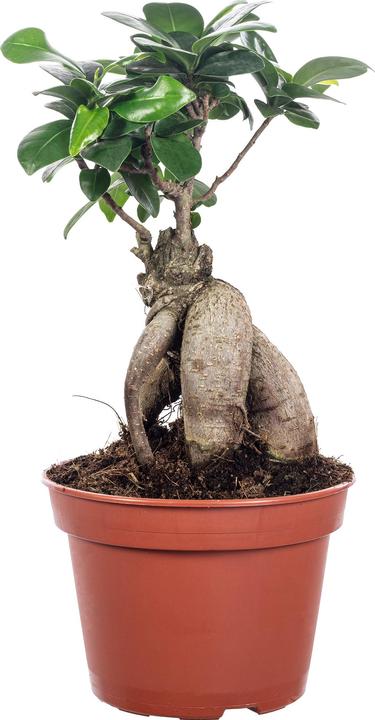 Flowerbox Fico cinese - Ficus Ginseng (30 cm)