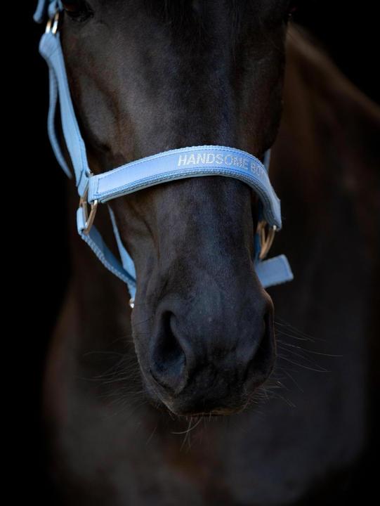 Produktbild Horse Guard Malva halter