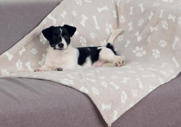 Image du produit Trixie Kenny (Chien)
