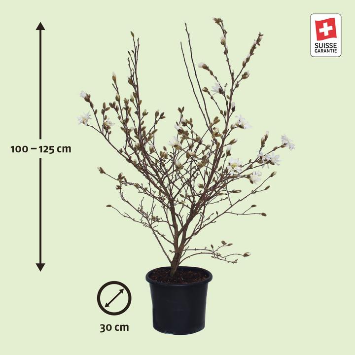 Actual product image Zulauf Stern-Magnolie / Magnolia stellata (125 cm)
