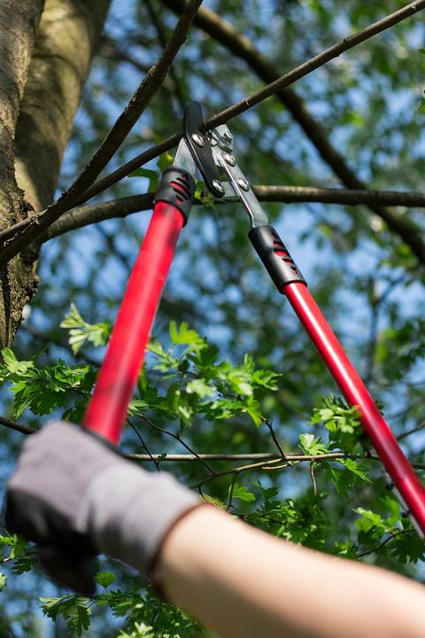 Actual product image Meister Astschere mit Amboss-Klinge