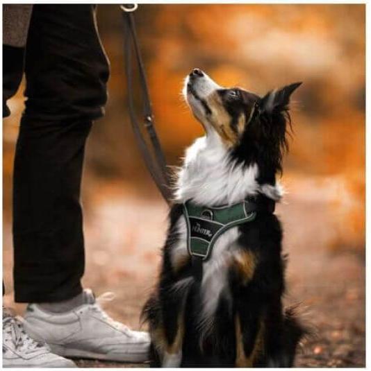 Productafbeelding Hunter Divo servies (L, Hond, Hondensport)