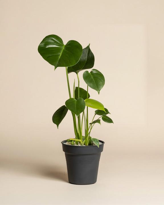 feey Schweizer Monstera (40 cm)