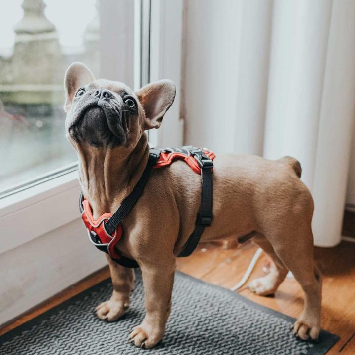 Productafbeelding Hunter Divo servies (S, M, Hond, Algemeen, Loop)