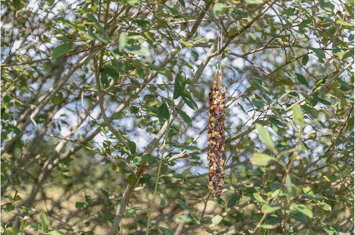 Produktbild Trixie Snack Bar Voor Eekhoorns (0.19 kg)