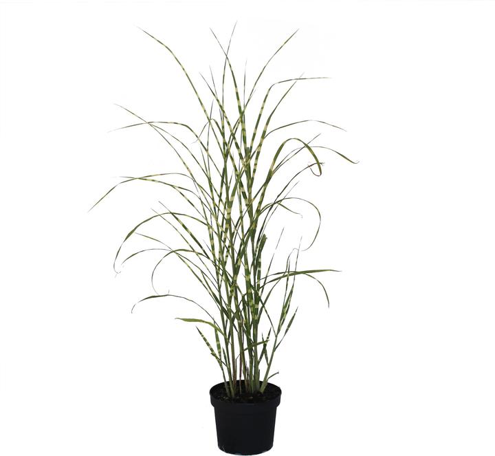 Image du produit Zulauf Eulalie (40 cm)